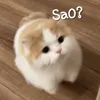 nhuquynh_0974