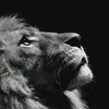 leosurchi32
