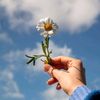 lubelleflores