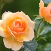 roberta71flowers