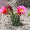 wildflowerinthedesert