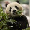 pandamonium209