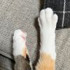 auscats
