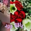 z8qlt