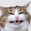 imnotacat9