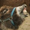 thedonkeylips