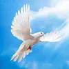 franciscodamiao83