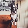 theboston_ellie