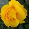 fazalrahman1223