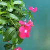 kimxuyen272