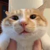 gmaty_vx8