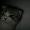 niko1xd