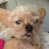 woofchacha