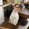meomeo7kg