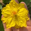 Vườn Mai Hưng Thịnh ✅