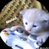 melad694333