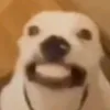 notduggyman