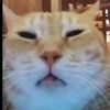 theslavcat