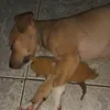 cechusantos