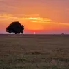 saraionaraf