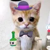 xaxaxaxaxaxxaxaq