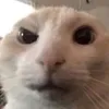 trickgosen