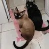 preto.simba