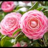 mathidar785