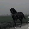 murshad96490