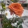 billarafa1