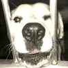 gelosecooo