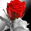user1316657352454