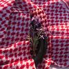 sadeen_alazzam0