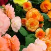sabbyahmed973