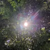 susi_432812