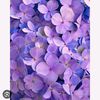 purpleflowermadina
