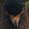 golden_eagle005309