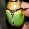 drauziofilosa