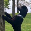 goodboybraska