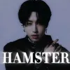 hamster_han