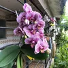 cacauverdadeiro1