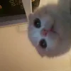 the_chocobang