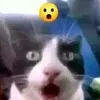 daprostokruteishiy