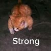 kucing_latih_tricep