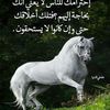 قناص_كويتي🇰🇼🇰🇼🇰🇼🇰🇼🇰🇼