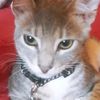 threecats2109