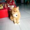 kucing_oyenn44