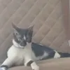 paondoce0.1