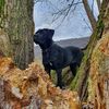 canecorso0123