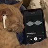 samlikestotiktok